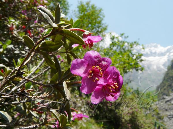 rhododendron-lepidotum-pink-scaly-rhododendron